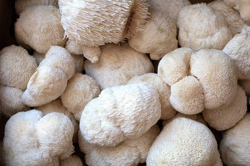 lions mane mushroom close upp