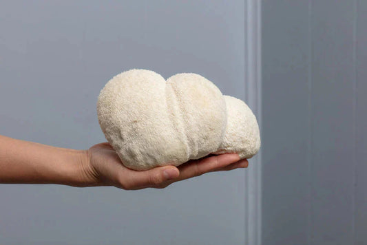 hand holding lions mane