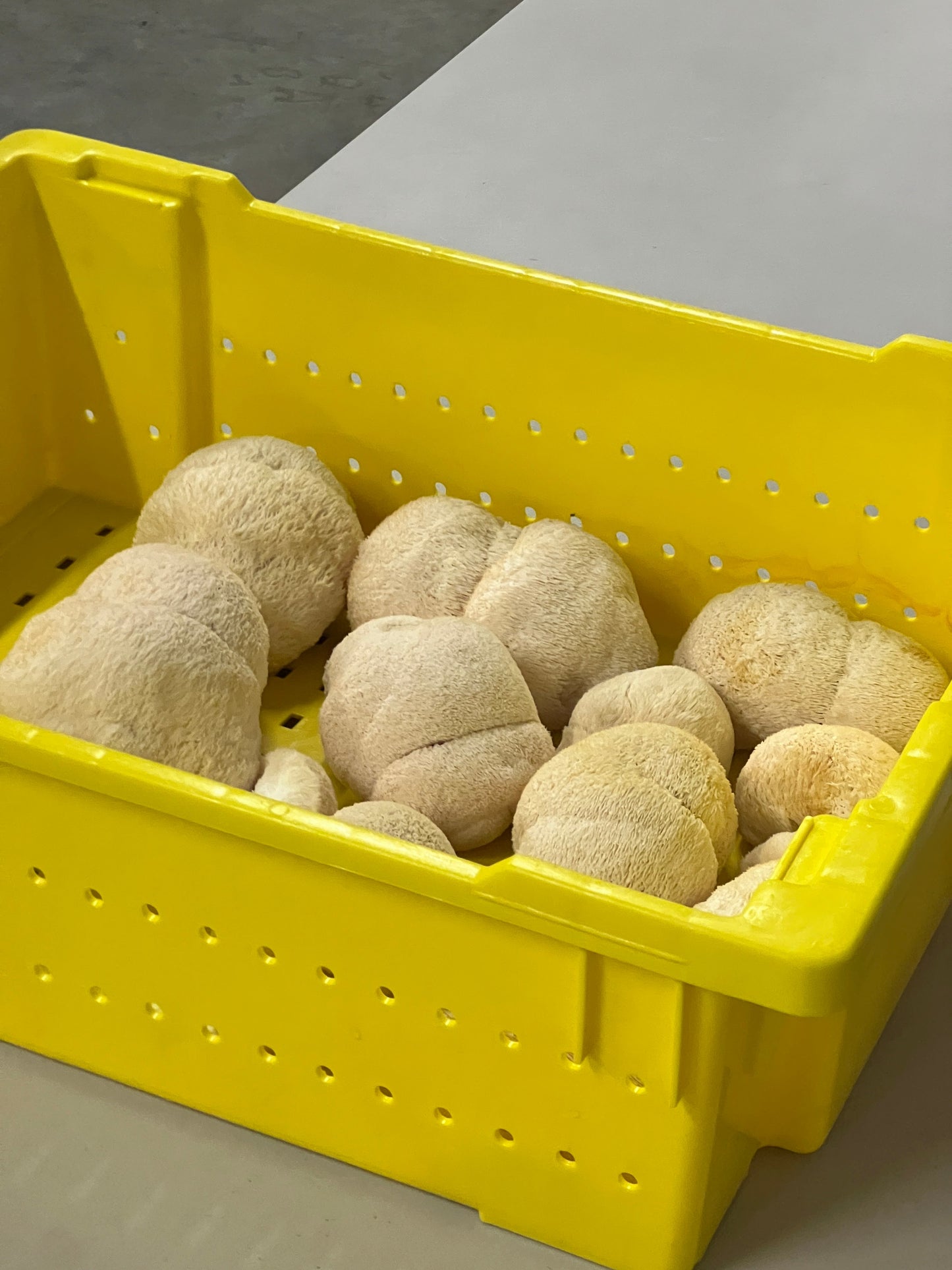Premium Organic Lion's Mane Mushroom Powder - 100% USA Grown in Tennessee - fruiting bodies only, no mycelium