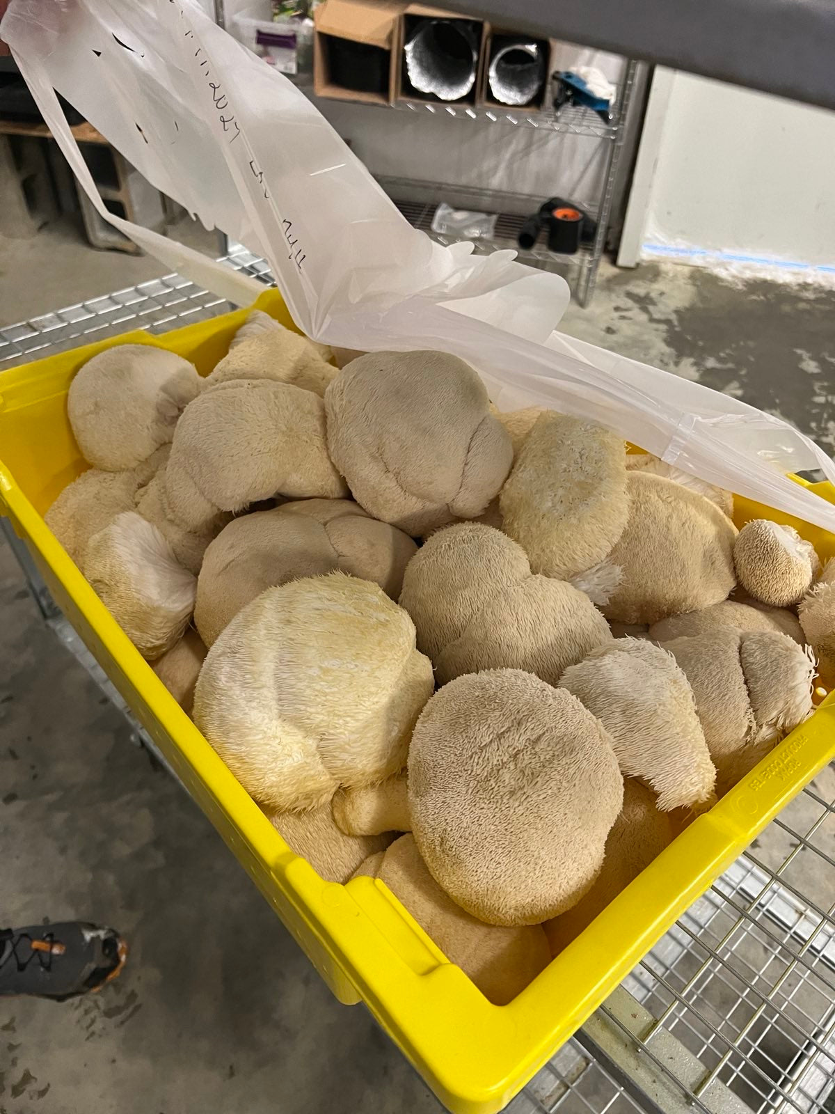 Premium Organic Lion's Mane Mushroom dried in bulk - 100% USA Grown in Tennessee - fruiting bodies only, no mycelium