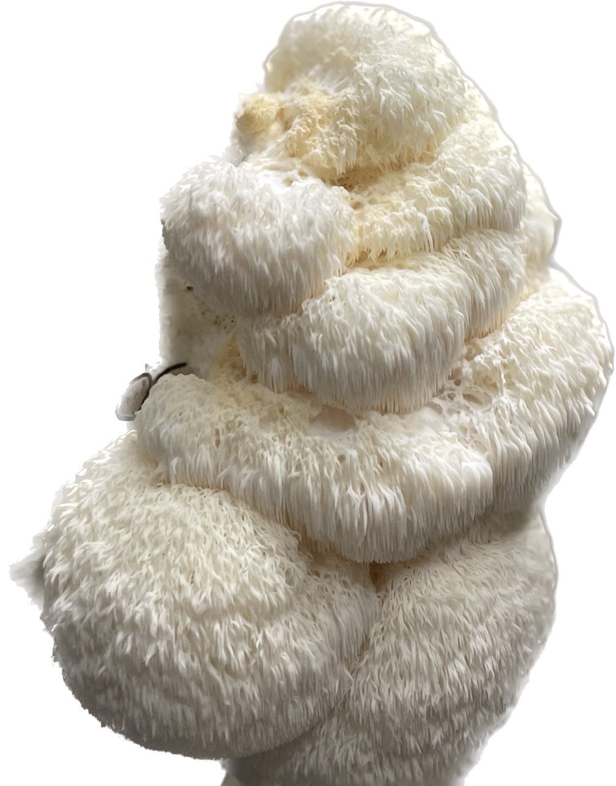 Premium Organic Lion's Mane Mushroom dried in bulk - 100% USA Grown in Tennessee - fruiting bodies only, no mycelium