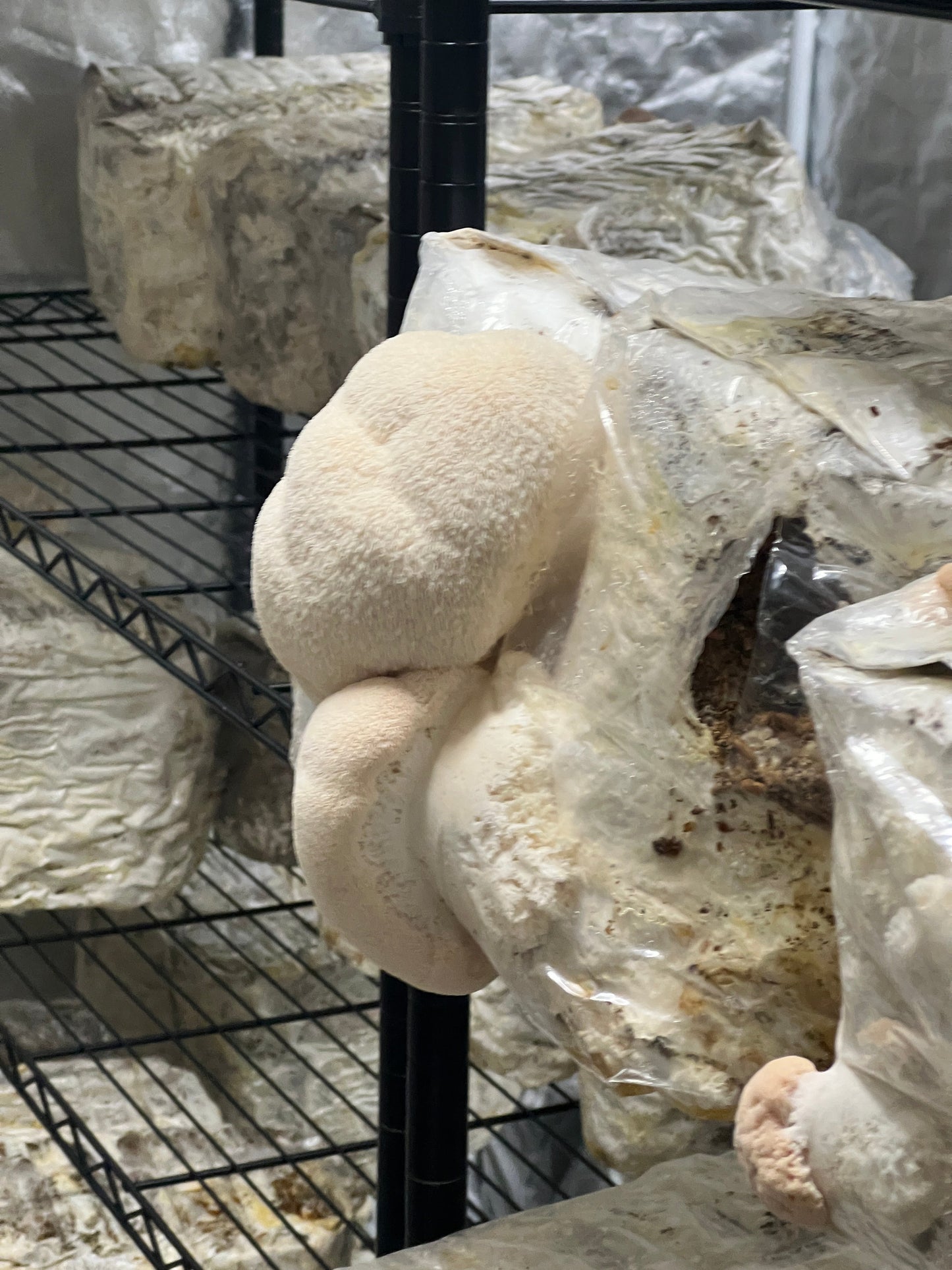 Premium Organic Lion's Mane Mushroom Powder - 100% USA Grown in Tennessee - fruiting bodies only, no mycelium