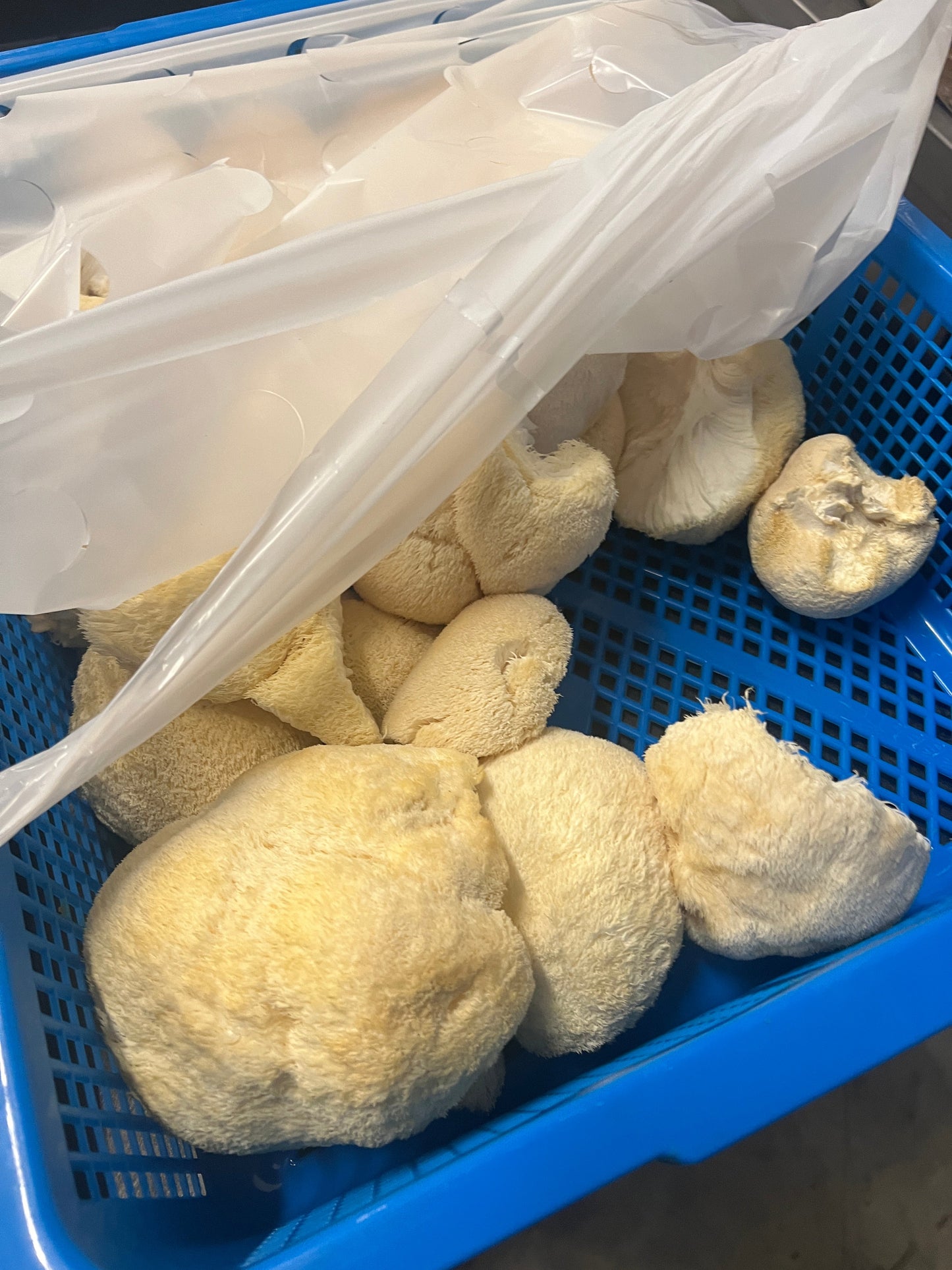 Premium Organic Lion's Mane Mushroom dried in bulk - 100% USA Grown in Tennessee - fruiting bodies only, no mycelium