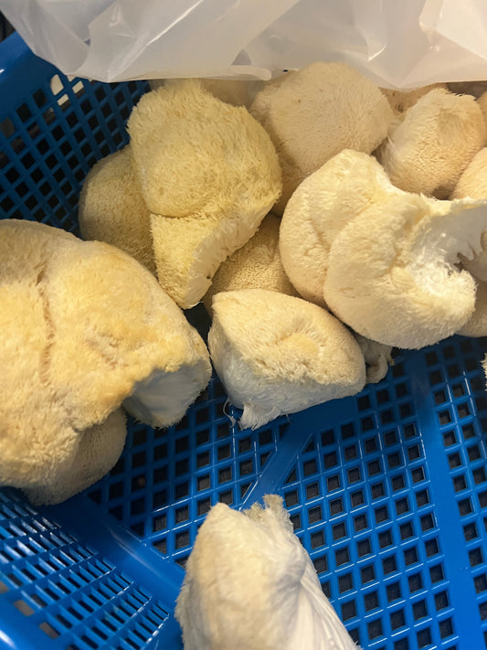 Premium Organic Lion's Mane Mushroom dried in bulk - 100% USA Grown in Tennessee - fruiting bodies only, no mycelium