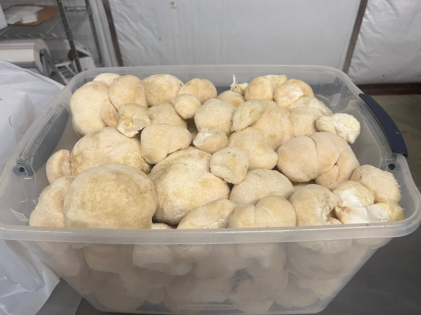 Premium Organic Lion's Mane Mushroom dried in bulk - 100% USA Grown in Tennessee - fruiting bodies only, no mycelium