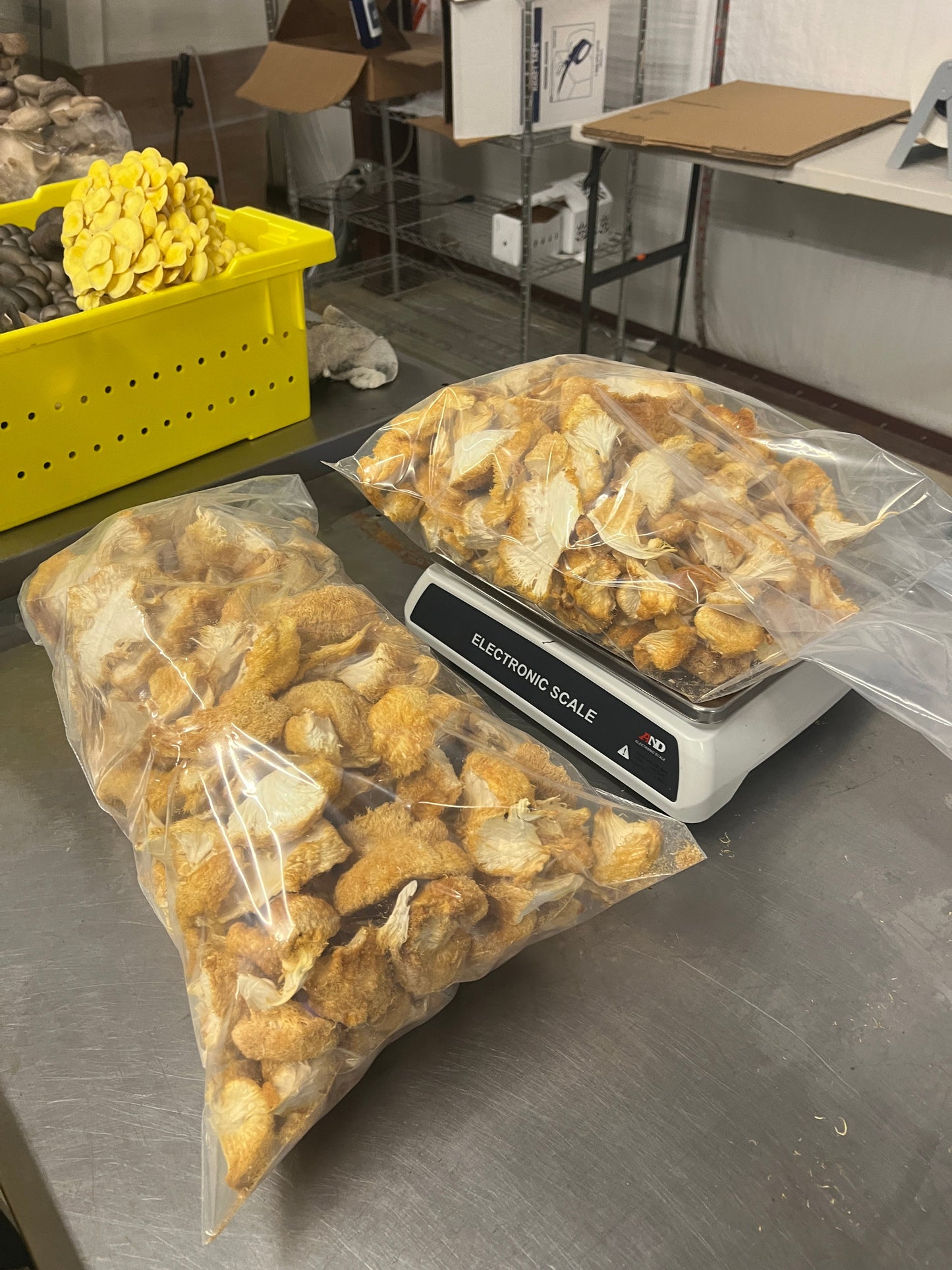 Premium Organic Lion's Mane Mushroom dried in bulk - 100% USA Grown in Tennessee - fruiting bodies only, no mycelium