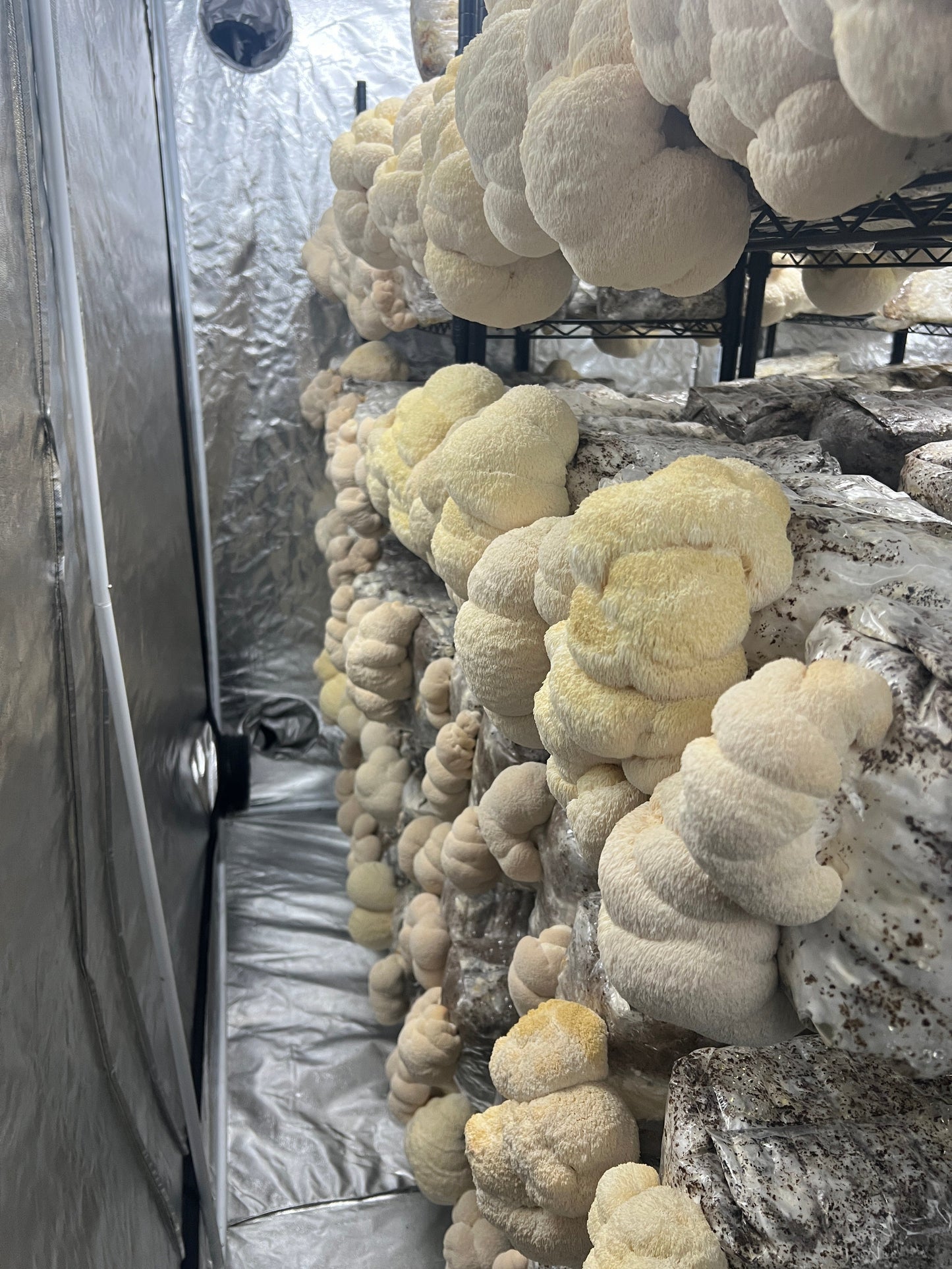 Premium Organic Lion's Mane Mushroom Powder - 100% USA Grown in Tennessee - fruiting bodies only, no mycelium