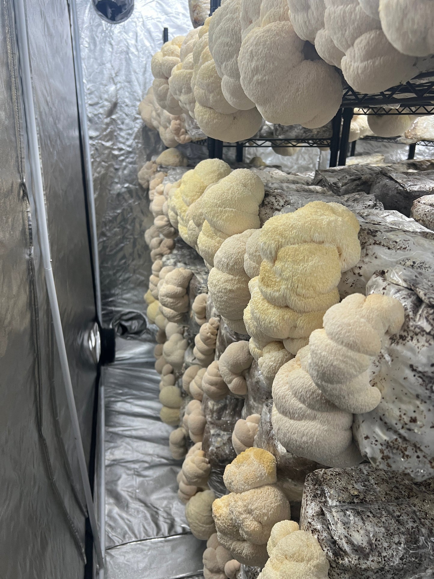 Premium Organic Lion's Mane Mushroom Powder - 100% USA Grown in Tennessee - fruiting bodies only, no mycelium