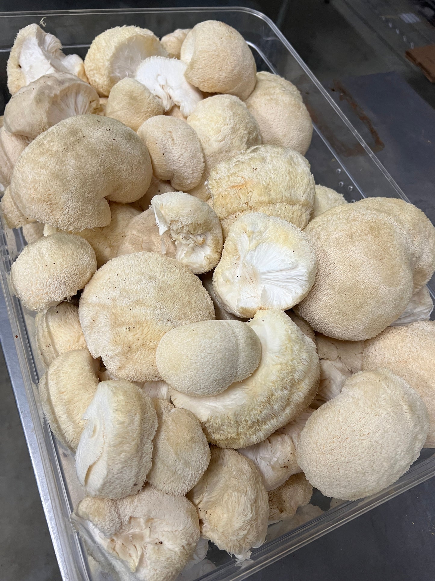 Organic Lions Mane Mushroom Tincture