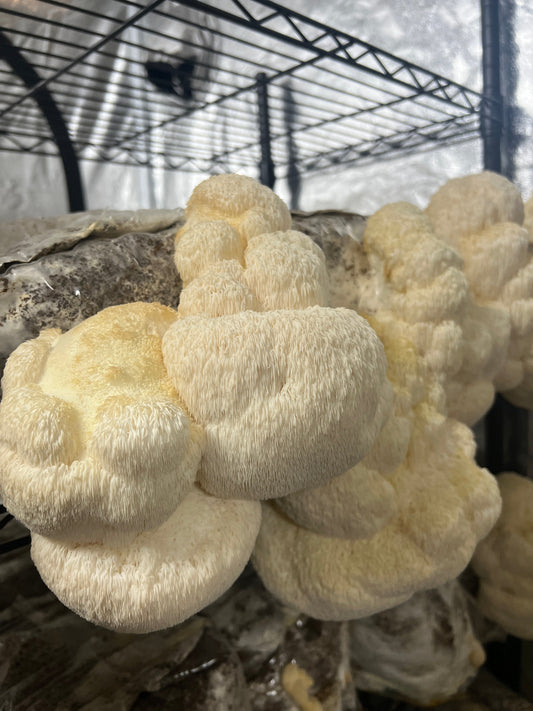 lions mane close up