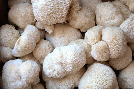 lions mane mushroom close upp