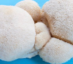 close up of lions mane mushrooms
