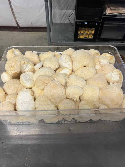Premium Organic Lion's Mane Mushroom dried in bulk - 100% USA Grown in Tennessee - fruiting bodies only, no mycelium